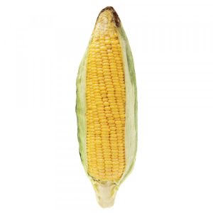 Espiga de Milho de Tecido com Matatabi