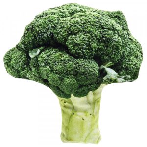 Bróculo de Tecido com Matatabi